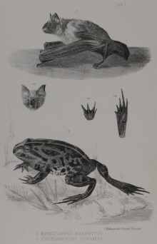 Natural history prints, other artists/publishers